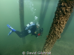 Diver glides between the pilings under old Swing Bridge. by David Gilchrist 